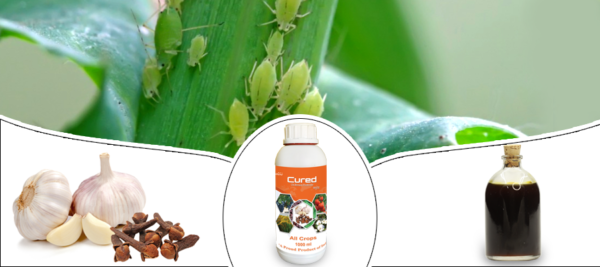 Cure - Image 2