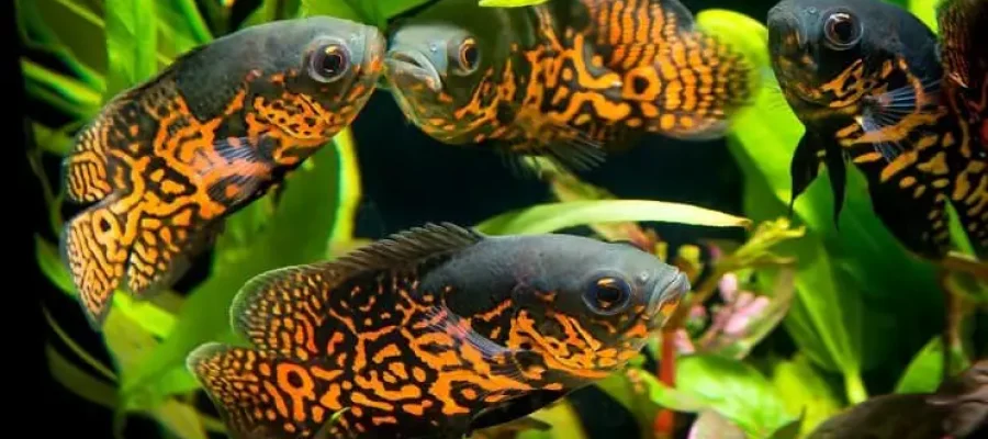 Veil-Tail-Oscar Veil-Tail-Oscar